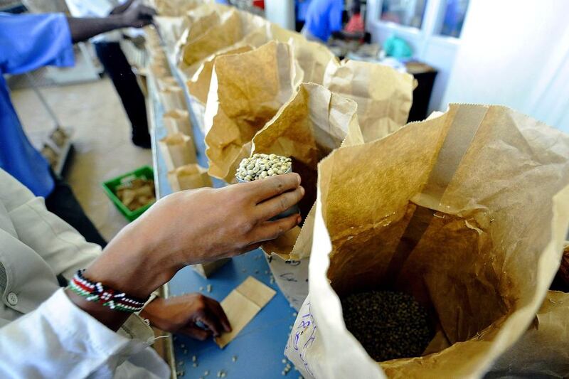 A worker sorts coffee beans according to quality at a factory in the Kenyan capital Nairobi. Tony Karumba / AFP