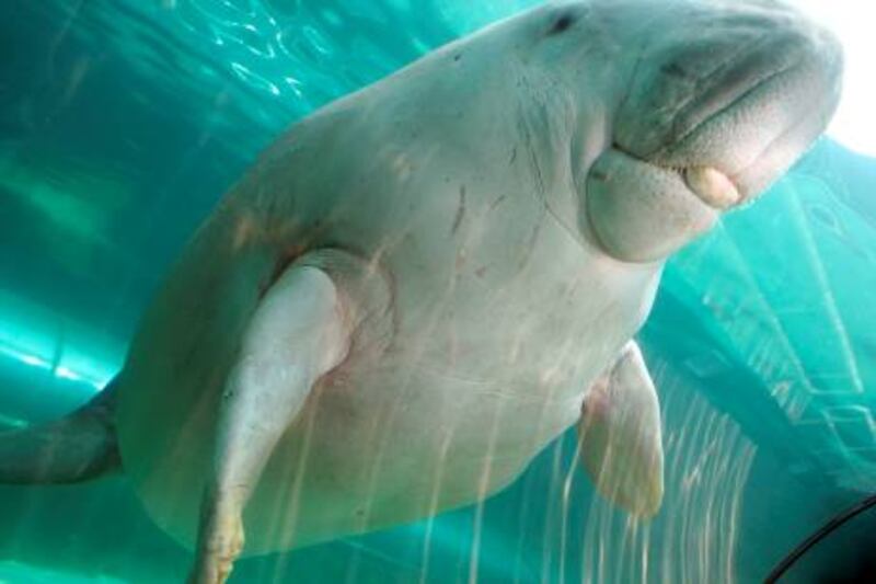 'Wuru' the dugong (Dugong dugon) aquaints herself with the new Mermaid Lagoon exhibit at Sydney Aquarium on December 19, 2008. The 1.7 million litre tropical water habitat features two of the sirenian marine mammals which normally feed off sea grass in Australia's northern coastal waters. It is believed that mermaid myths were born from pirates and sailors sighting dugongs.  AFP PHOTO/Torsten BLACKWOOD