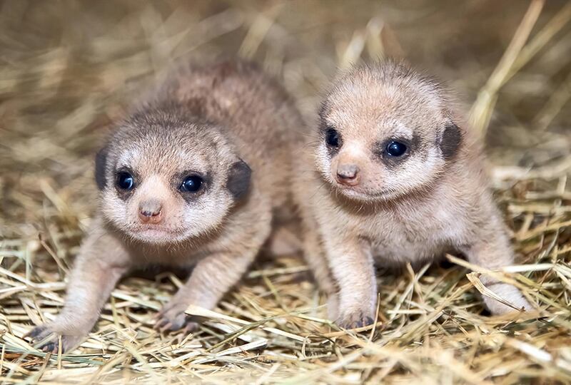 In this Feb. 3, 2020 photo made available by Zoo Miami, two newborn meerkat pups walk around their habitat at the zoo in Miami. The two pups were born on Jan. 18, a first for the zoo. Meerkats are omnivore animals in the mongoose family and  are found in desert and arid environments in Southern Africa. (Ron McGill, Zoo Miami via AP)