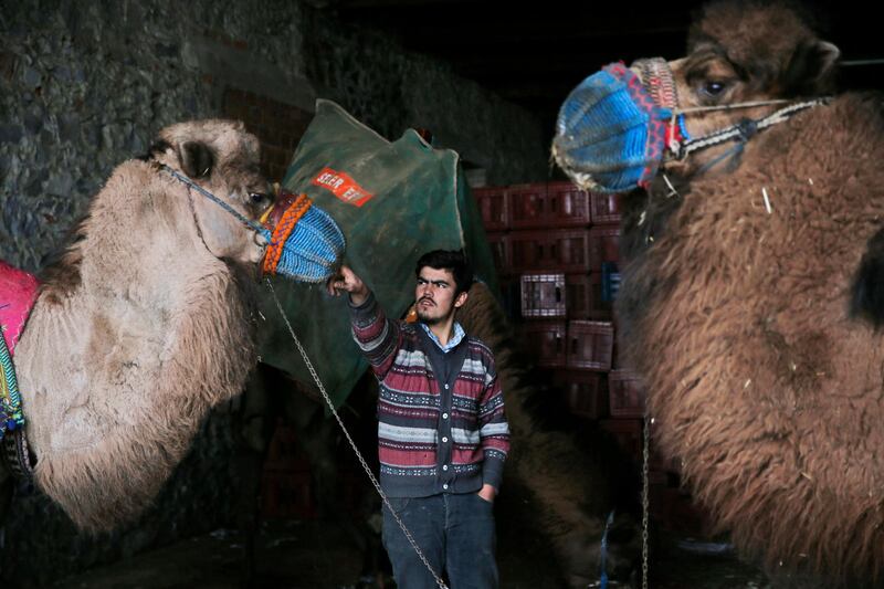 A camel handler decorates his competitor. AP