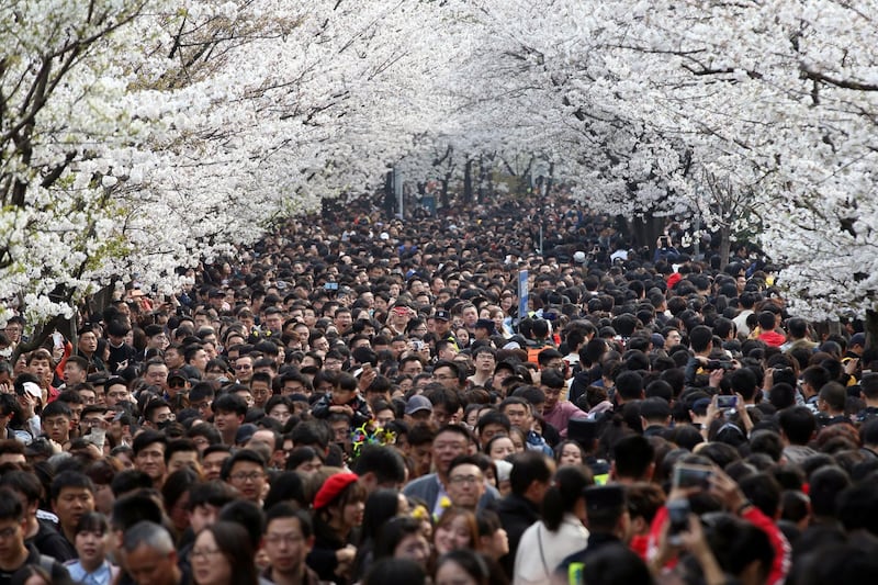 Visitors flock to a street under blooming cherry blossoms near Jiming Temple in Nanjing, Jiangsu province, China. Reuters
