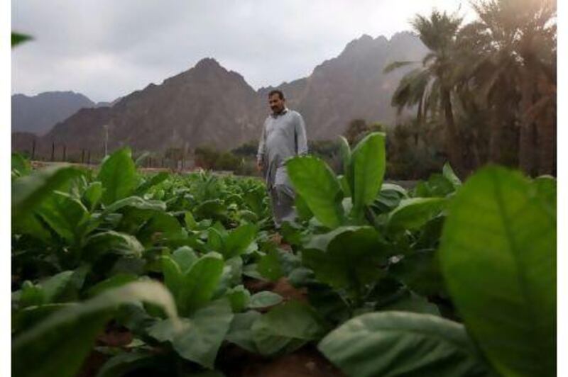 Mohammed Puja inspects his tobacco field in Hatta. Many farmers in the region have abandoned the crop since the government banned its cultivation, and this year's harvest is expected to be the last. Amy Leang / The National