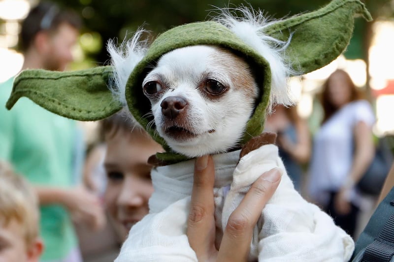 A dog dressed as Yoda from "Star Wars" won the cosplay costume contest award at Doggy Con in Woodruff Park in Atlanta. All photos by AP Photo