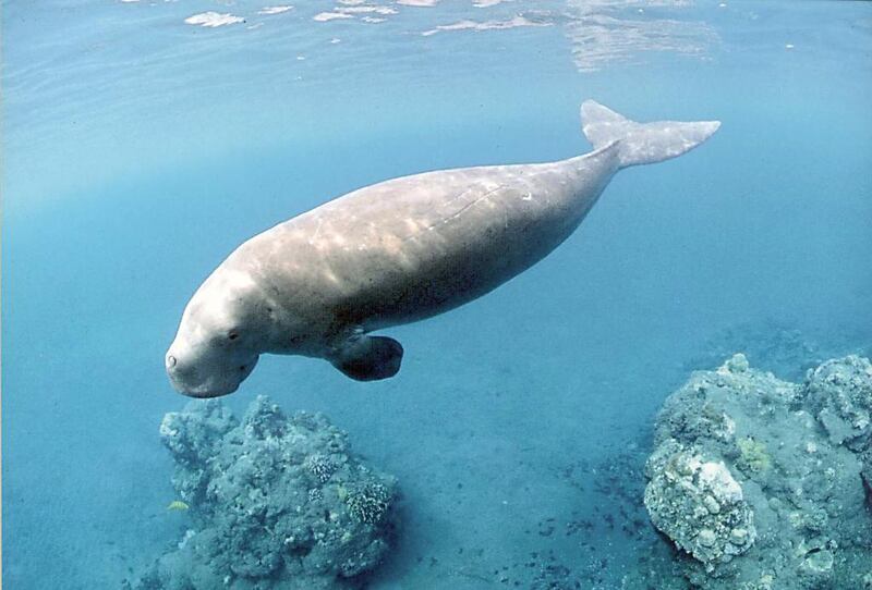 The Environment Agency Abu Dhabi has formed a partnership with global oil giant Total to spread attention to dugongs and their habitats. Courtesy Total