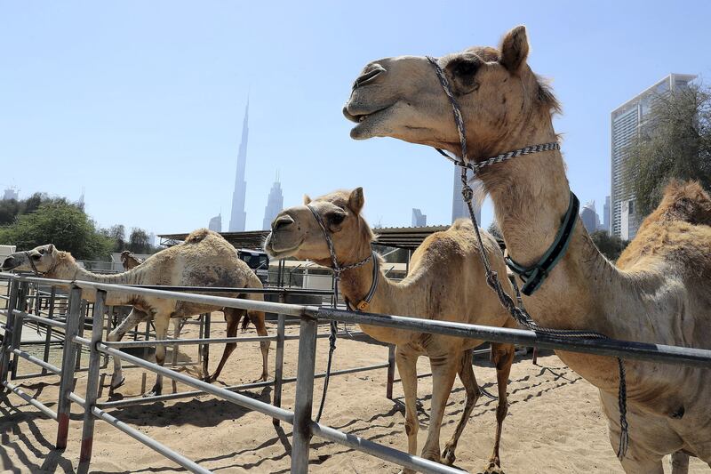 DUBAI , UNITED ARAB EMIRATES , MARCH 15  – 2017 :-  Camels for the research at the Central Veterinary Research Laboratory in Dubai. ( Pawan Singh / The National ) For News. Story by Daniel Bardsley