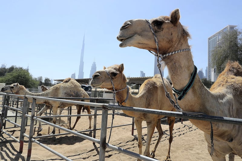 DUBAI , UNITED ARAB EMIRATES , MARCH 15  – 2017 :-  Camels for the research at the Central Veterinary Research Laboratory in Dubai. ( Pawan Singh / The National ) For News. Story by Daniel Bardsley