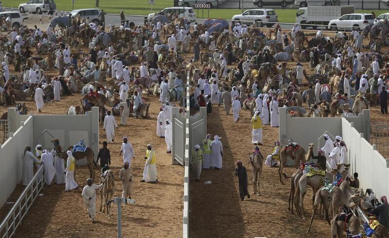 Camel keepers bring their camels inside the official racing compound ahead of a race.