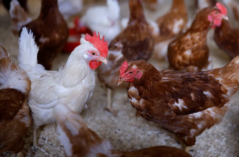 Egg-laying hens at an organic poultry farm in Corcoue-sur-Logne, France, in April. Egg and poultry imports from France have been banned by Saudi authorities. Reuters