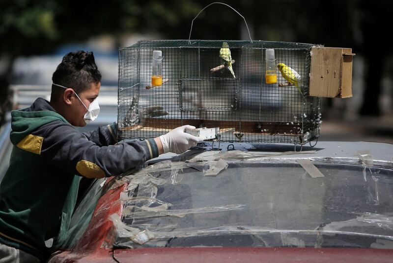 A Palestinian boy wearing gloves and a protective face-mask takes care of his birds in Gaza City. AFP