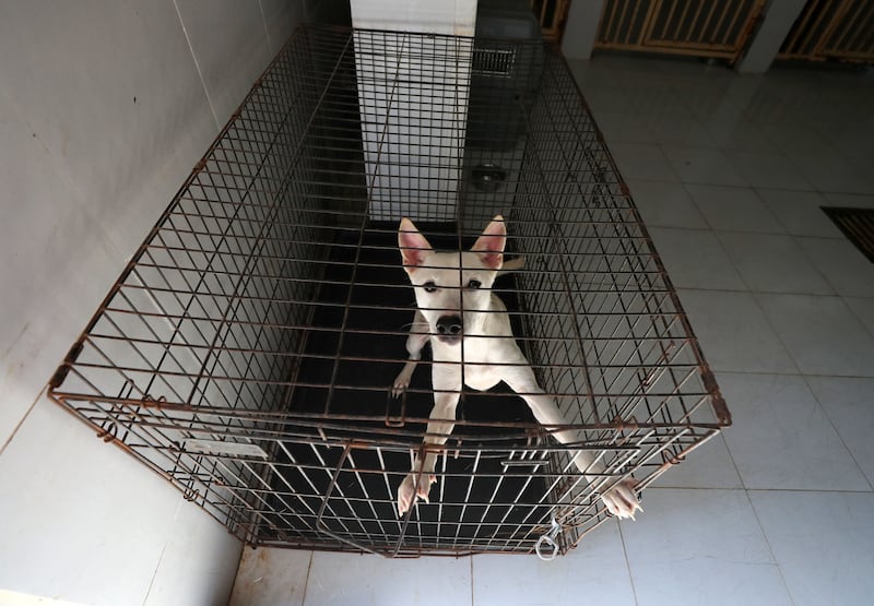 The group has a small shelter in Ajman that will stay open until homes are found for all the dogs but will not continue taking in any more animals.