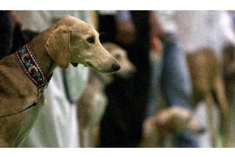 Saluki owners show off their pets during the Arabian Saluki beauty contest yesterday. Andrew Henderson / The National