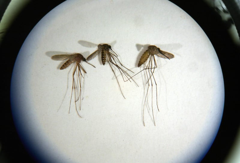 Captured mosquitoes at the Mercer County Mosquito Control Center in Trenton New Jersey.  through a microscope
Photo by Michael Falco