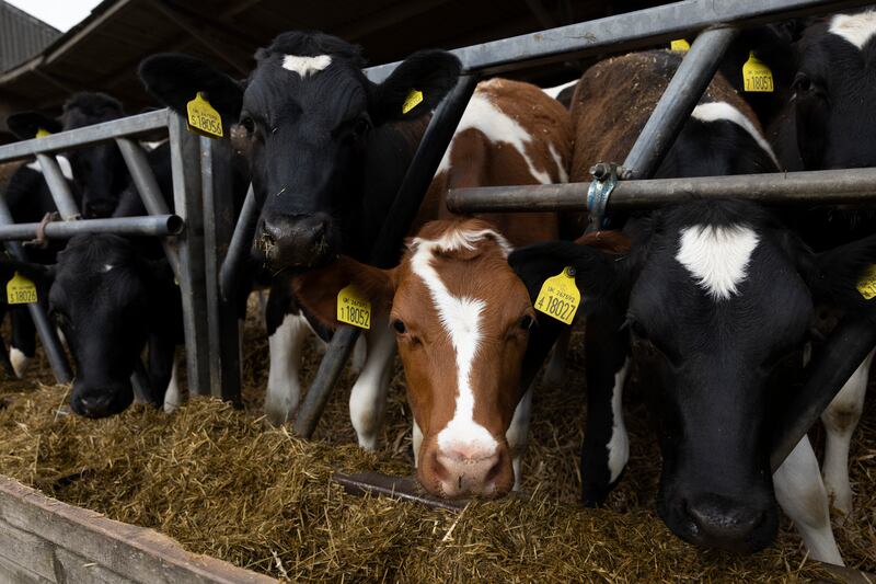 Heifers at PHR farm in Ashford, Kent. Inflation on farm running costs has risen steadily since the beginning of 2021 and, coupled with the war in Ukraine affecting the price of fertiliser and diesel, the cost of British milk is expected to rise by up to 50 per cent in the coming months. Getty Images