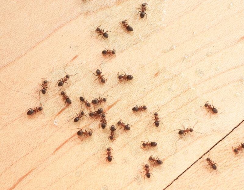 Ants on wooden floor (iStockphoto.com)