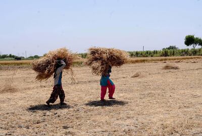 epa08370179 Indian women carry harvested wheat during the nation-wide lockdown due to the Coronavirus alert, in Jalalabad village in Ghaziabad, India, 17 April 2020 (issued 18 April 2020). India's Prime Minister Modi on 14 April announced that the country's initial 21-day lockdown will be extended until 03 May 2020 in an attempt to curb the spread of of the SARS-CoV-2 coronavirus which causes the COVID-19 disease.  EPA/STR