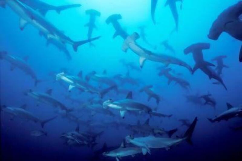 In this undated photo, a group of hammerhead sharks swim in the waters surrounding the Pacific islet of Malpelo, a Colombian wildlife sanctuary and gem for scuba divers. (AP Photo/ Yves Lefebre. Fundacion Malpelo)