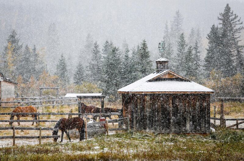 Horses eat amidst snowy weather near Cremona, Alberta. Some areas of southern Alberta are expecting get up to 60 centimetres of snow over the weekend.  AP