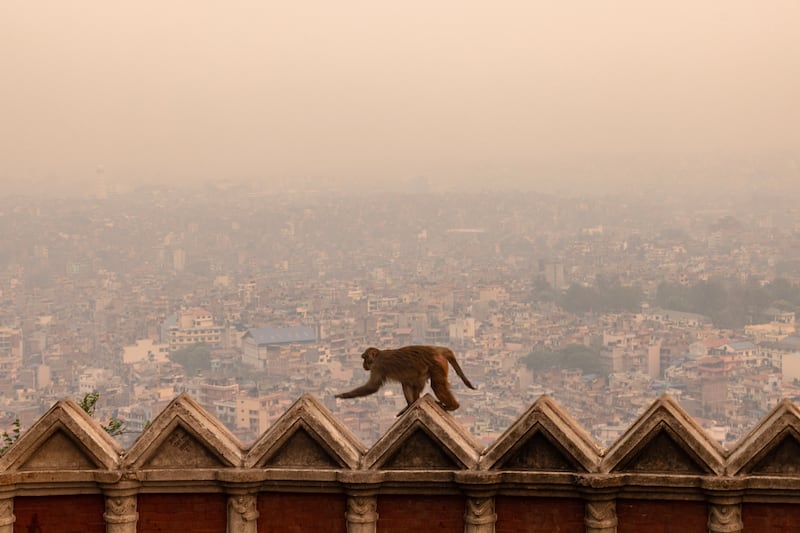 A monkey clambers along a wall as a haze engulfs Kathmandu Valley in Nepal's capital, one of the world's most air-polluted cities. EPA