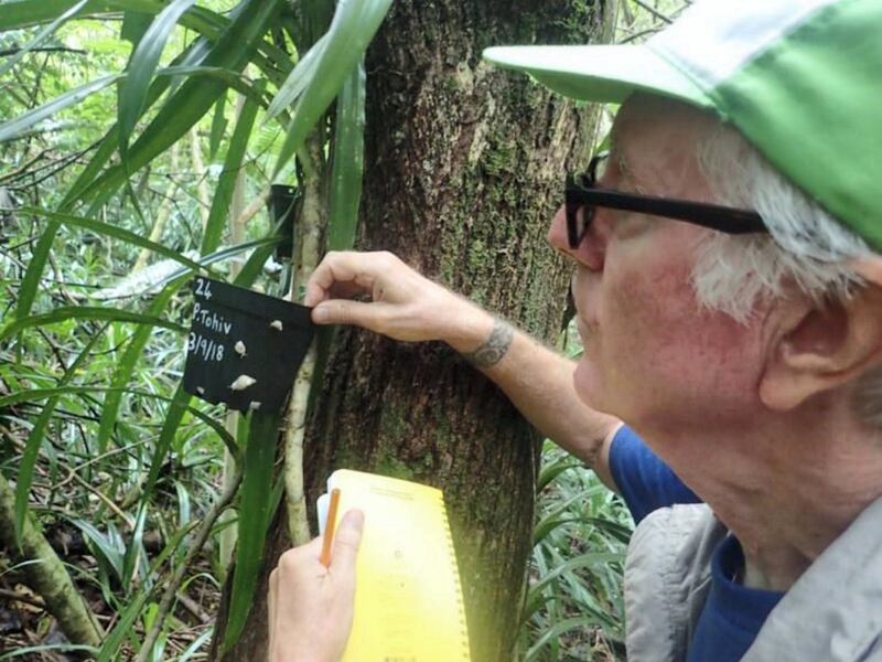 MBZ Fund grantee recipient Dr. Trever Coote releasing the Critically Endangered Polynesian tree snail, or Partula, on the island of Moorea (Credit: Trevor Coote)