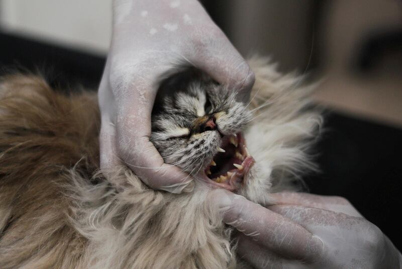 A veterinarian treats Bosy, a female cat, at the Animalia Veterinary Clinic centre, in Cairo, Egypt. Reuters