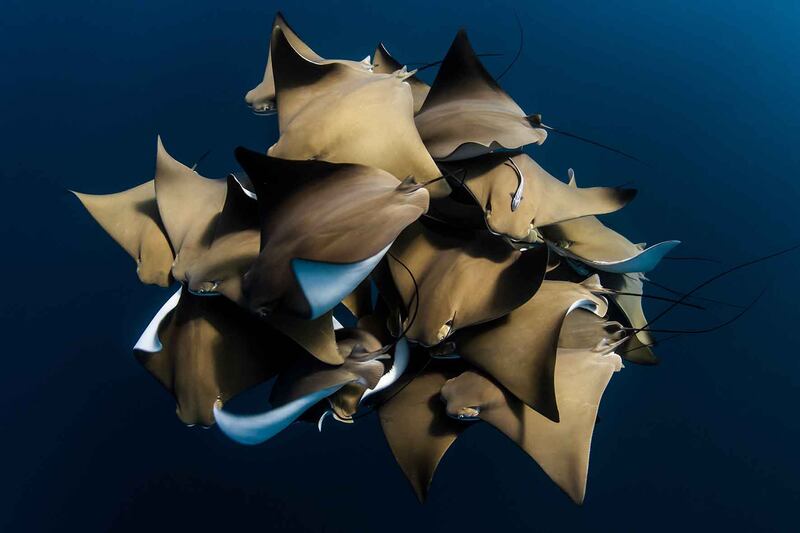 Third place in Collective Portfolio Award, Alex Kydd: A rare encounter with a fever of cownose rays on the Ningaloo Reef, Western Australia