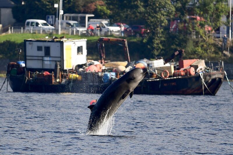 One of three Northern Bottlenose whales swims near Garelochhead, Argyll and Bute, Scotland.  Jeff J Mitchell/Getty Images