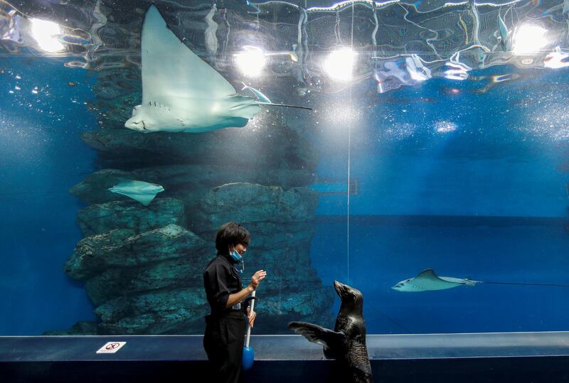 A female seal Shakitto and the aquarium keeper Manami Suka stroll together as a part of their practice for their show at an empty visitors' area at the Aqua Park Shinagawa in Tokyo, Japan. Reuters