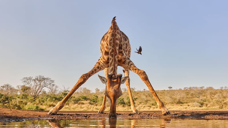 Honourable Mention, Wildlife, Jenny Zhao, US. Low-angle shot of a giraffe drinking at a waterhole, accompanied by an oxpecker, in South Africa.