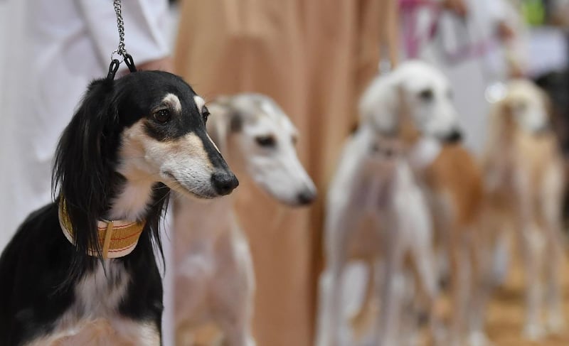 The hounds will be separated into four categories, al hoss (smooth and short haired) and aryash (feathery and long haired) and male and female.