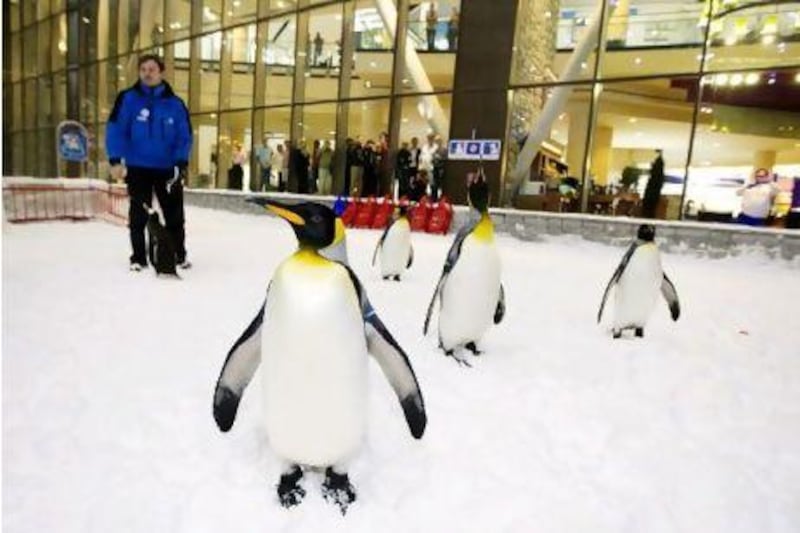 Dubai, Jan 30th, 2012 -- A colony of snow penguins from Sea World in San Antonio will move into Ski Dubai in Mall of Emirates starting in February 2012. Visitors to ÔSnow Penguins at Ski Dubai´ will get a chance to get up close and personal with the birds and learn about them. Photo by: Sarah Dea/ The National