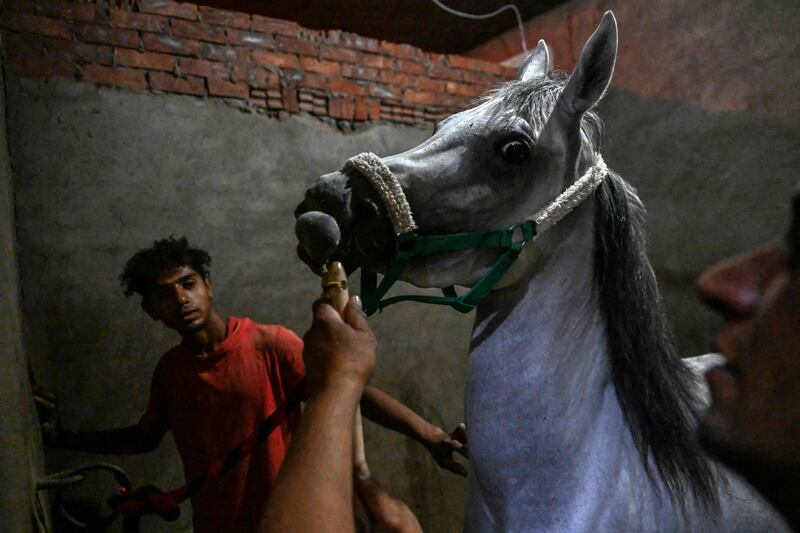  An Egyptian horse owner cares for one of his animals at stables in Giza. AFP