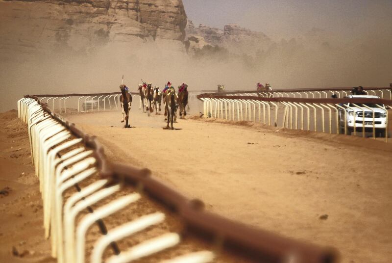 Jordanian Bedouins prepare to race camels using robotic jockeys at the Sheikh Zayed track in the town of al-Disi in the desert of Wadi Rum valley, on November 9, 2019. (The National)