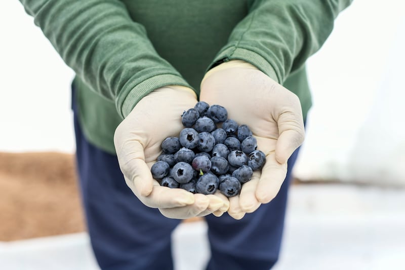 A picker holds blueberries at Al Foah Farm in Al Ain. All photos unless otherwise stated: Khushnum Bhandari / The National