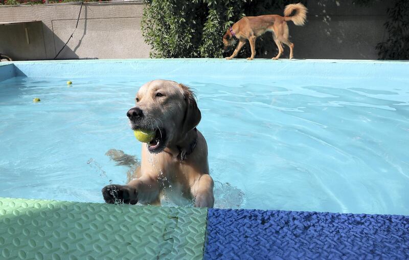 DUBAI , UNITED ARAB EMIRATES, October 02 , 2018 :- Dogs playing in the swimming pool at the My Second Home for pets facilities in Dubai Investment Park 2 in Dubai. ( Pawan Singh / The National )  For Business/Instagram. Story by Dania