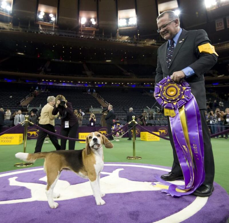 Best in Show winner Miss P, a Canadian Beagle and handler William Alexander stand in the winners circle at the 139th Westminster Kennel Club Dog Show in New York, New York, USA, 17 February 2015. The annual dog show, which features dogs from all over the United States and around the world, is taking place on 16-17 February 2015. Stephen Chernin / EPA