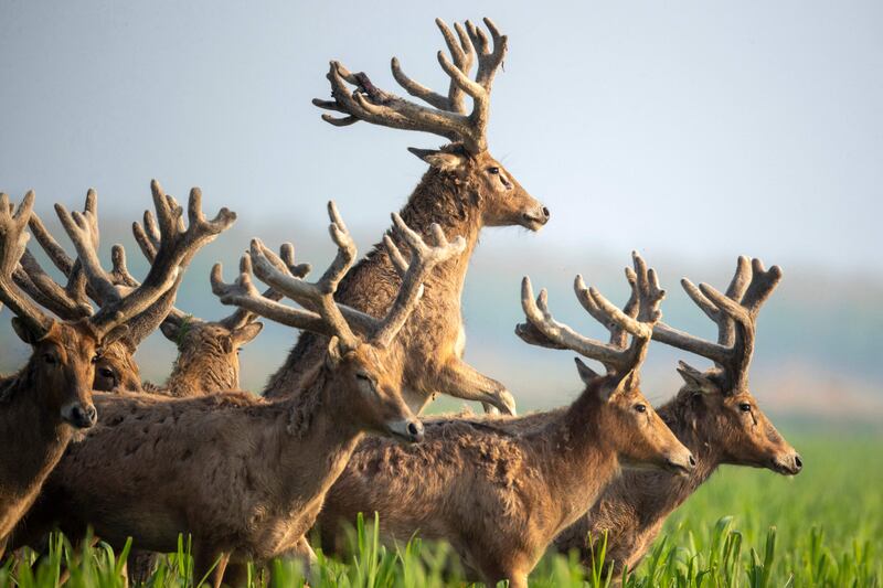 Elks in the Shishou Elk Nature Reserve in Jingzhou, China. AFP