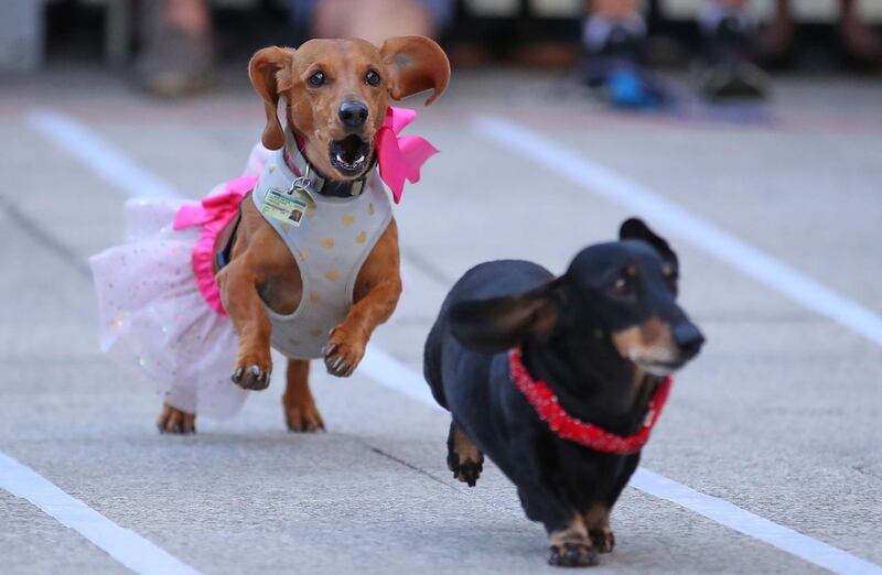 Dachshunds run as they compete in the annual Teckelrennen Hophaus Dachshund Race and Costume Parade in Melbourne, Australia. Getty Images