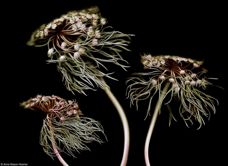 'Wild Carrots' by Anne Mason-Hoerter (Germany) - The Claire Aho Award for Women Photographers category