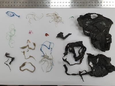 Debris found in a dead turtle after a post-mortem examination. Photo: Fadi Yaghmour / EPAA Sharjah