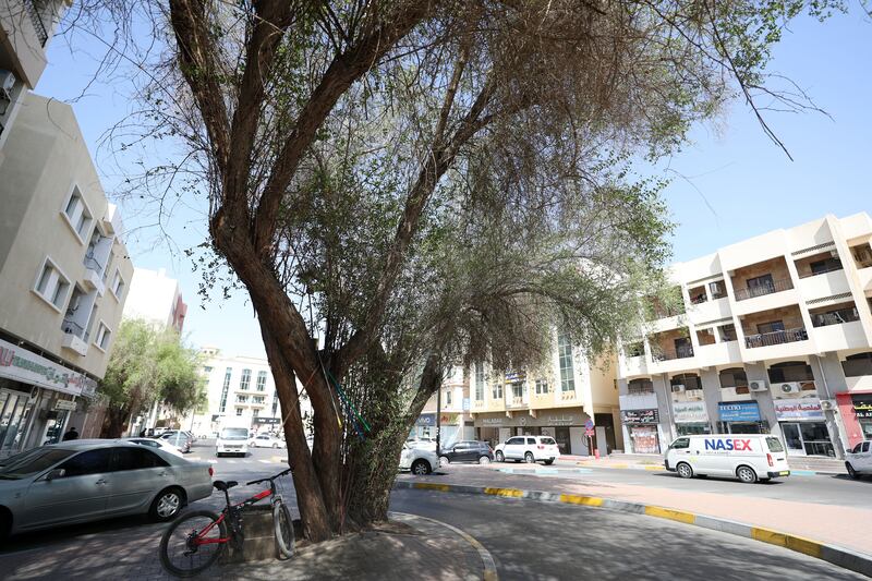 A sidr tree located in a busy spot at Asia Street in Al Ain.  Photos: Chris Whiteoak / The National