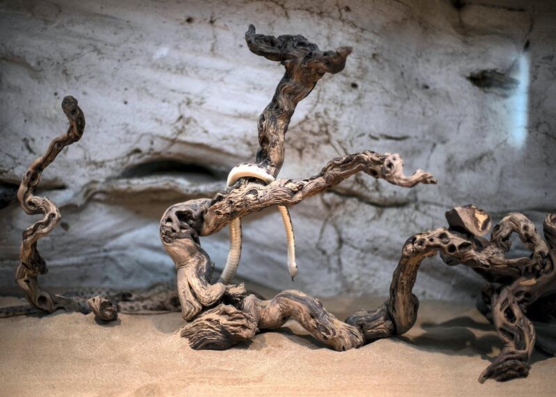 SHARJAH, UNITED ARAB EMIRATES. 11 FEBRUARY 2019. 
Malpolon snake at Arabia's Wildlife Center in Sharjah.

(Photo: Reem Mohammed/The National)

Reporter:
Section: