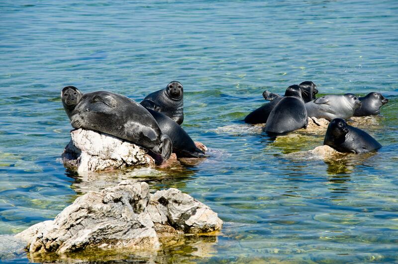 The Baikal seal lives exclusively Lake Baikal in Siberia, Russia. Alamy