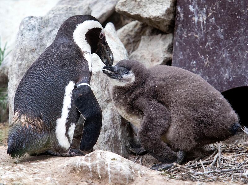 A jackass penguin mother feeds its baby in their enclosure in the zoo in Kronberg near Frankfurt, Germany. AP Photo