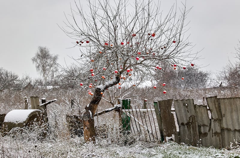 Apples on a tree in Chekassky Tyshky, a village in the Kharkiv region of Ukraine recaptured from the Russian invaders. EPA