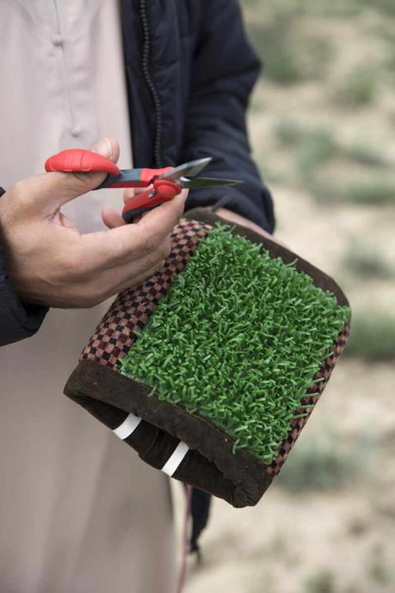 Bird mitt (mangala), fitted with astro turf for better bird foot care, is prepared for the next bird to be freed.