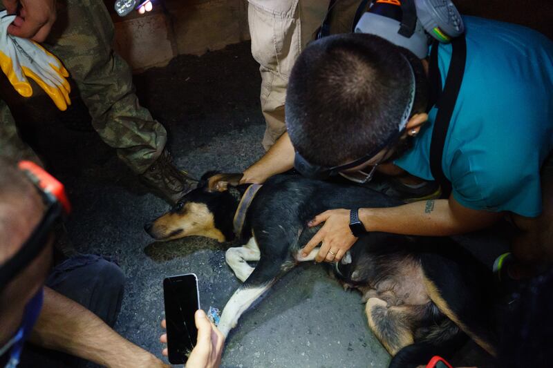 Orkun checks a street dog in Gundogmus, Antalya.