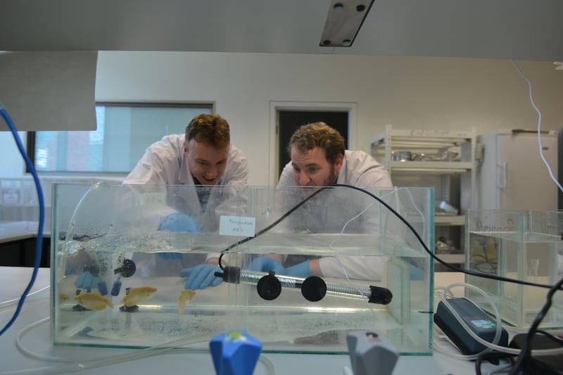 Undergraduates are helping with a project, supervised by Dr David Thomson, associate professor at the biology section. Courtesy: UAE University