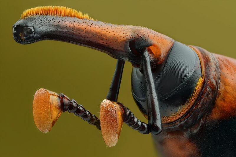 A macro shot of red palm weevil by Yousef Al Habshi. Photo by Yousef Al Habshi