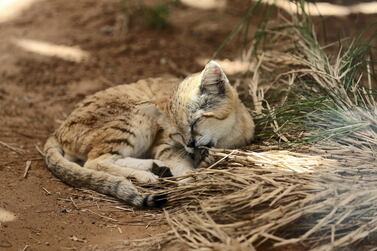 The Arabian sand cat is able to live without drinking water, sustaining itself on the moisure it gets from feeding on prey, including rodents, snakes and lizards. The species has become rare across the Arabian peninsula due to habitat loss and rapid urbanisation. Chris Whiteoak / The National