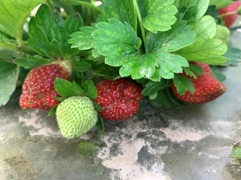 Strawberries at Greenheart Organic Farms. Courtesy Greenheart Organic Farms